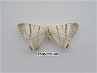 藏品(尺蛾326)的圖片